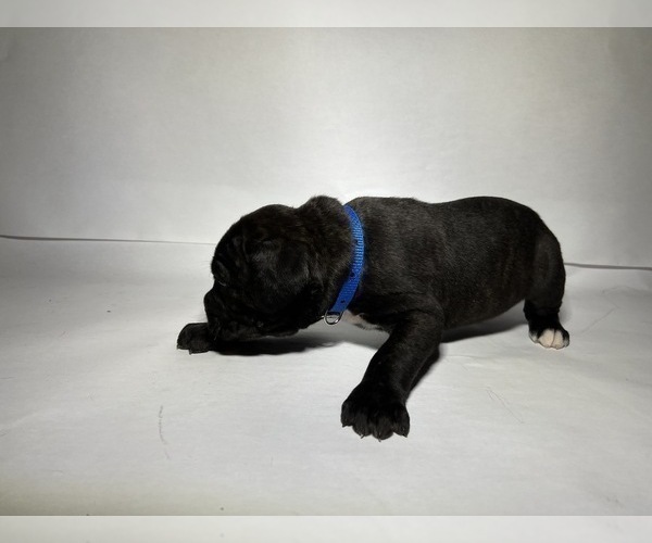Medium Photo #2 Cane Corso Puppy For Sale in NARVON, PA, USA