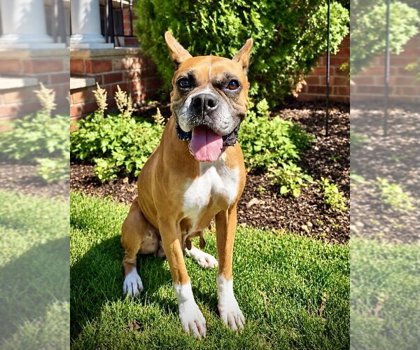 Medium Photo #1 Boxer Puppy For Sale in Dumont, NJ, USA
