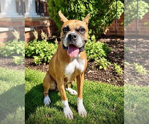 Boxer Dogs for adoption in Dumont, NJ, USA