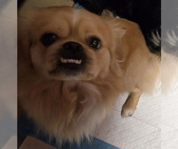 Medium Photo #3 Pekingese Puppy For Sale in San Antonio, TX, USA