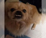 Small #2 Pekingese
