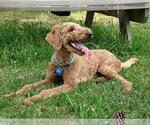 Small Photo #1 Goldendoodle (Miniature) Puppy For Sale in PAULINE, SC, USA