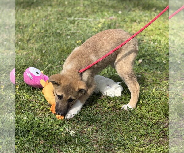 Medium Photo #3 German Shepherd Dog-Great Pyrenees Mix Puppy For Sale in Yardley, PA, USA