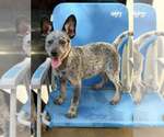 Small #1 Mutt