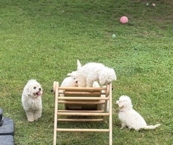 Medium Photo #1 Poodle (Miniature) Puppy For Sale in CARROLLTON, TX, USA