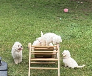 Poodle (Miniature) Litter for sale in CARROLLTON, TX, USA