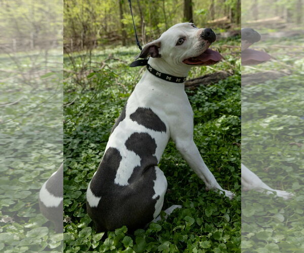 Medium Photo #3 American Pit Bull Terrier-Unknown Mix Puppy For Sale in Germantown, OH, USA