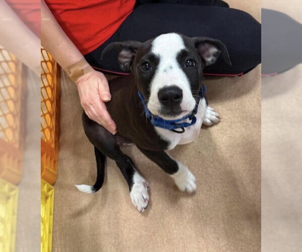 Medium Photo #16 Mutt Puppy For Sale in Wenonah, NJ, USA