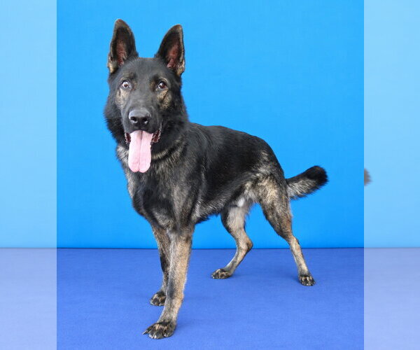 Medium Photo #2 German Shepherd Dog Puppy For Sale in Pasadena, CA, USA