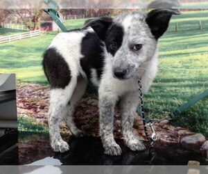 Mutt Dogs for adoption in Moreno Valley, CA, USA
