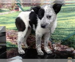 Small Mutt