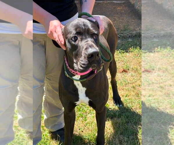 Medium Photo #3 Great Dane Puppy For Sale in Bullard, TX, USA