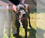 Small #2 Great Dane