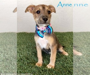 Jack Russell Terrier-Miniature Schnauzer Mix Dogs for adoption in San Diego, CA, USA