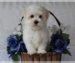Small Photo #9 Maltese Puppy For Sale in ROCK STREAM, NY, USA