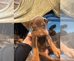 Small #18 Doberman Pinscher