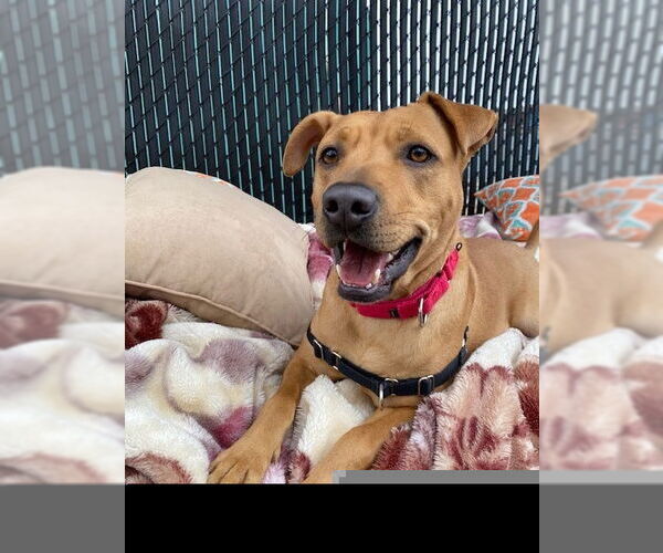 Medium Photo #4 Labrador Retriever-Unknown Mix Puppy For Sale in Elmsford, NY, USA