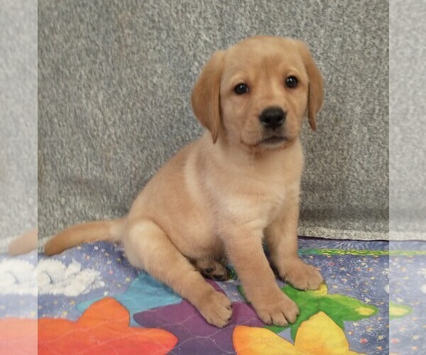 Medium Photo #1 Labrador Retriever Puppy For Sale in CALIENTE, CA, USA