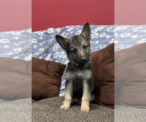 German Shepherd Dog Puppy for sale in GREENVILLE, PA, USA