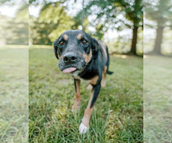 Medium Photo #2 Greater Swiss Mountain Dog-Labrador Retriever Mix Puppy For Sale in Attalka, AL, USA
