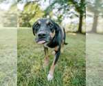 Small #1 Greater Swiss Mountain Dog-Labrador Retriever Mix