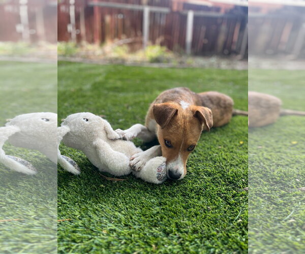Medium Photo #5 Mutt Puppy For Sale in Sandy, UT, USA