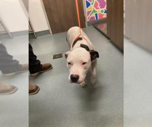 Mutt Dogs for adoption in Baytown, TX, USA