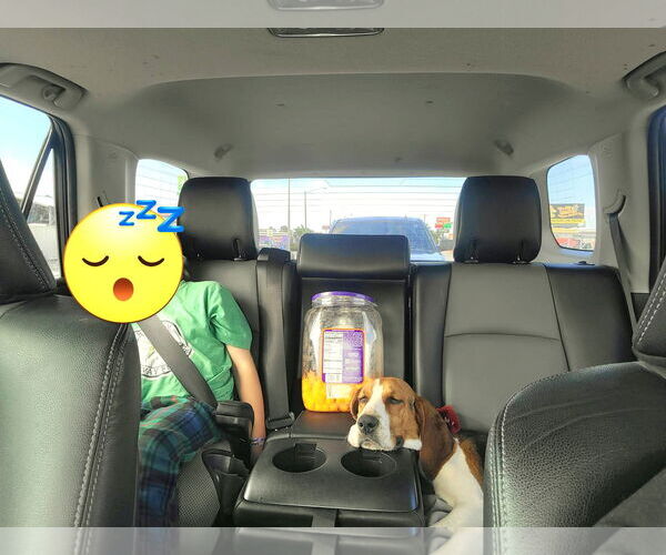 Medium Photo #4 Treeing Walker Coonhound-Unknown Mix Puppy For Sale in Royal Palm Beach, FL, USA