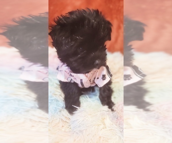 Medium Photo #76 Yorkshire Terrier Puppy For Sale in AKRON, OH, USA