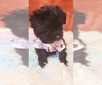 Small Photo #76 Yorkshire Terrier Puppy For Sale in AKRON, OH, USA