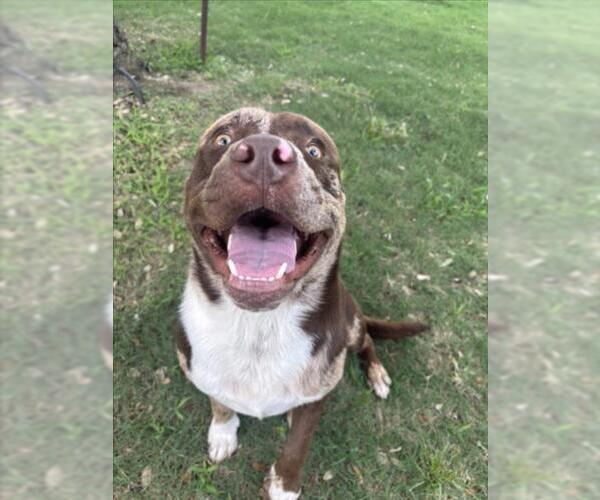 Medium Photo #1 Staffordshire Bull Terrier Puppy For Sale in Texas City, TX, USA