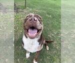 Small Staffordshire Bull Terrier