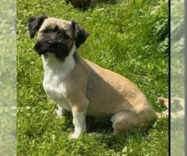 Medium Photo #5 Shiranian Puppy For Sale in Oakhurst, NJ, USA