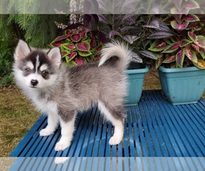 Pomsky Puppy for sale in NILES, OH, USA