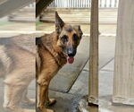 Small #2 German Shepherd Dog