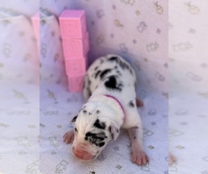 Great Dane Puppy for sale in MARSHVILLE, NC, USA