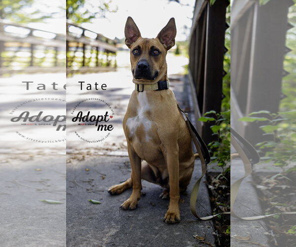 Medium Photo #4 Boxer-Unknown Mix Puppy For Sale in Omaha, NE, USA