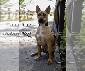 Tate - Male Boxer-Unknown Mix Dog for Adoption - Photo #4