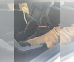 Small Photo #76 Boerboel Puppy For Sale in LAS CRUCES, NM, USA