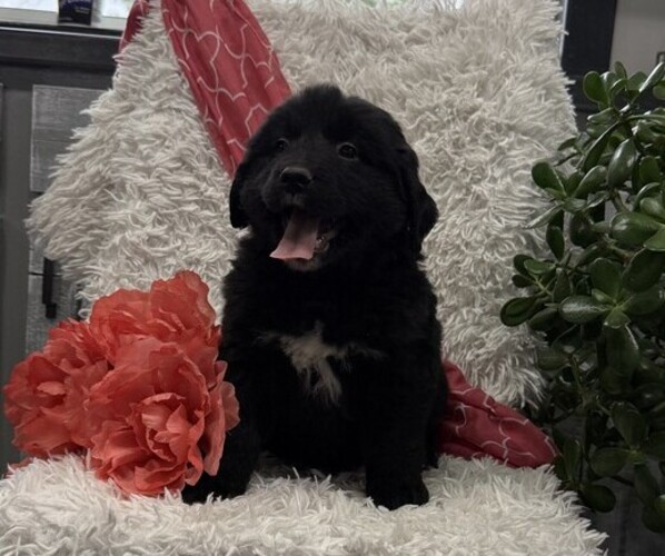 Medium Photo #3 Bernese Mountain Dog Puppy For Sale in THORP, WI, USA