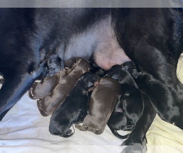 Medium Photo #4 Labrador Retriever Puppy For Sale in REDDING, CA, USA