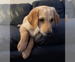 Small Photo #9 Belgian Malinois-Goldendoodle Mix Puppy For Sale in LORTON, VA, USA