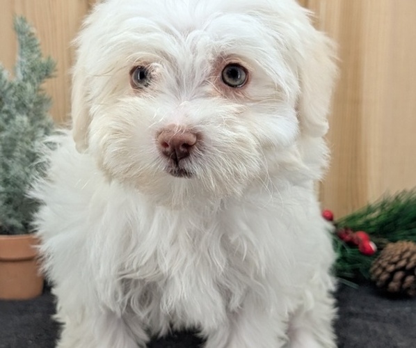 Medium Photo #4 Havanese Puppy For Sale in GOSHEN, IN, USA