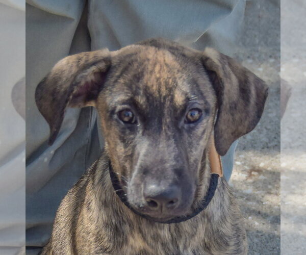 Medium Photo #1 German Shepherd Dog-Mountain Cur Mix Puppy For Sale in Huntley, IL, USA