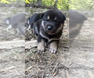 Shiba Inu Puppy for Sale in NEW ATHENS, Illinois USA