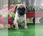 Small #1 Pug