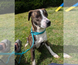 Tulip - Female Mutt Dog for Adoption - Photo #4