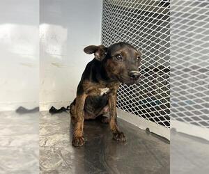 American Pit Bull Terrier Dogs for adoption in Bakersfield, CA, USA