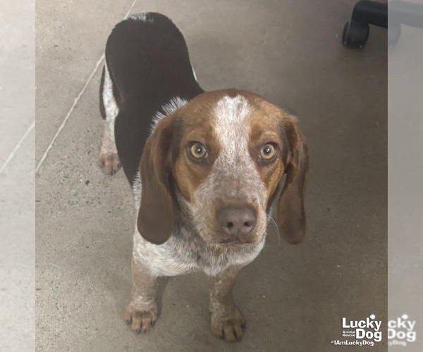 Medium Photo #2 Beagle-Unknown Mix Puppy For Sale in Washington, DC, USA