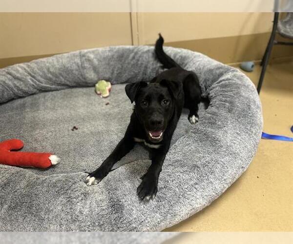 Medium Photo #1 Labrador Retriever-Unknown Mix Puppy For Sale in Chula Vista, CA, USA